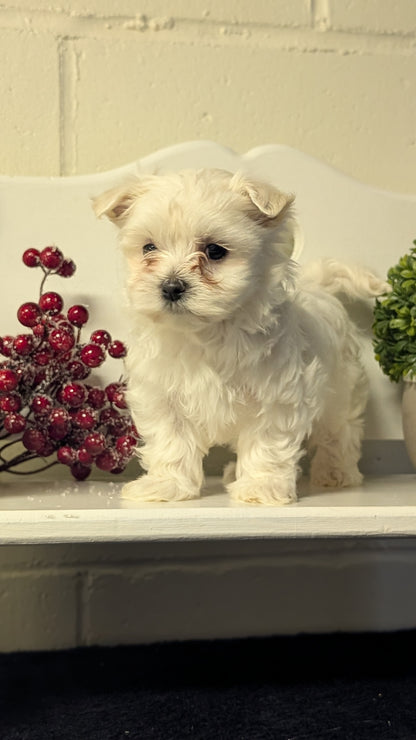 MALTESE (NOV 15) FEMALES