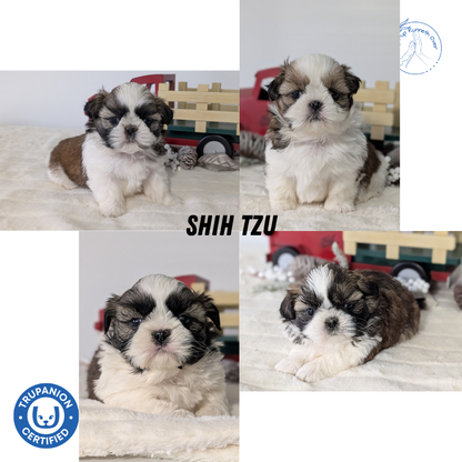 SHIH TZU (DEC 03) FEMALE