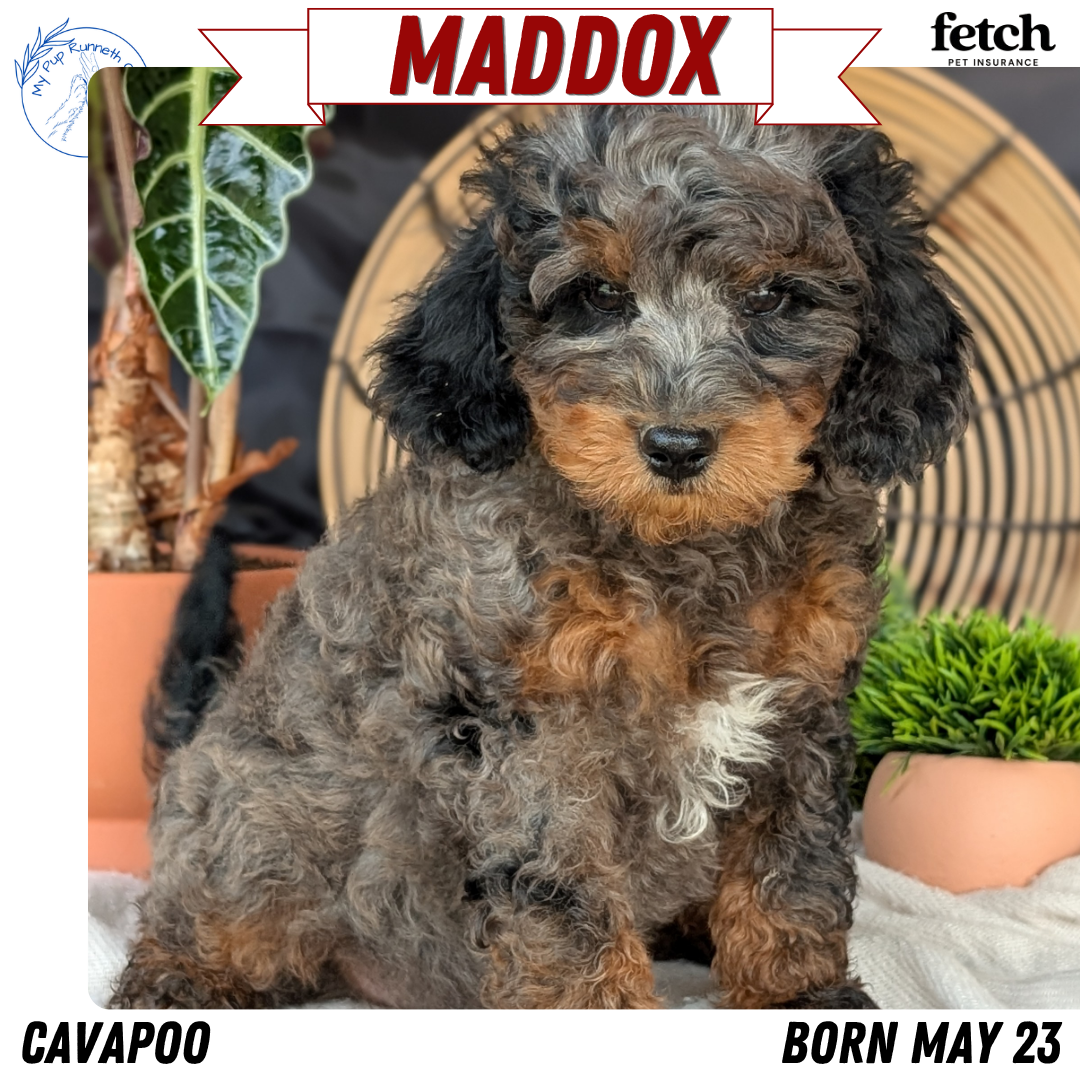 CAVAPOO (MAY 23) MALES