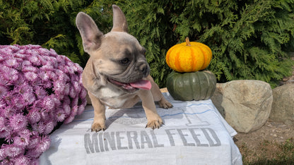 FRENCH BULLDOG (07/03) FEMALE