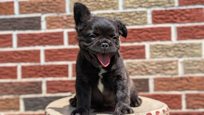 FRENCH BULLDOG (MAR 09) FEMALES