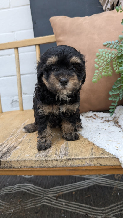HAVAPOO (05/24) FEMALE