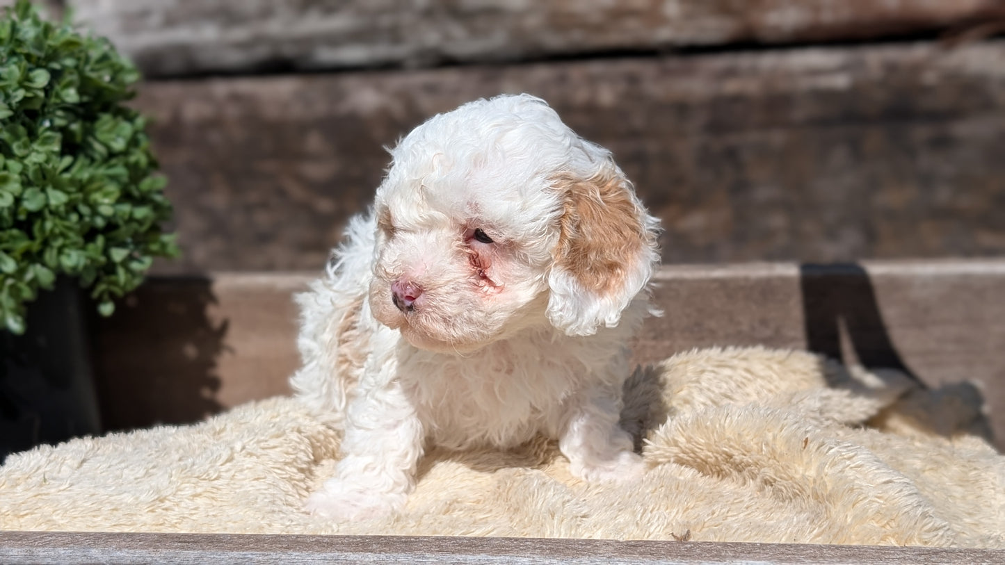 COCKAPOO (MAY 13) FEMALE