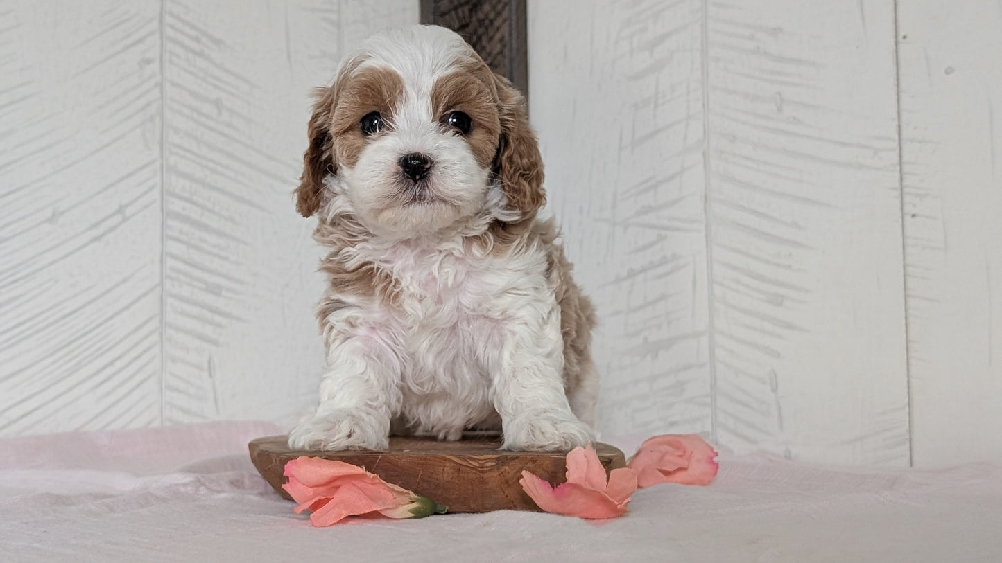 CAVAPOO (FEB 11) FEMALES