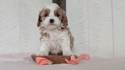 CAVAPOO (FEB 11) FEMALES