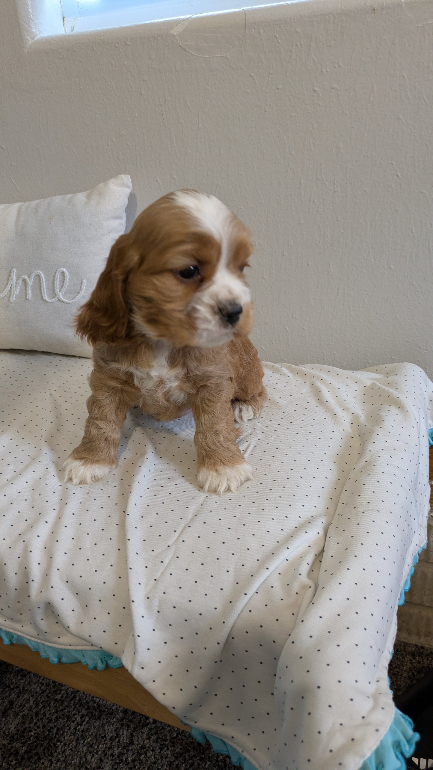 COCKER SPANIEL (02/14) MALE