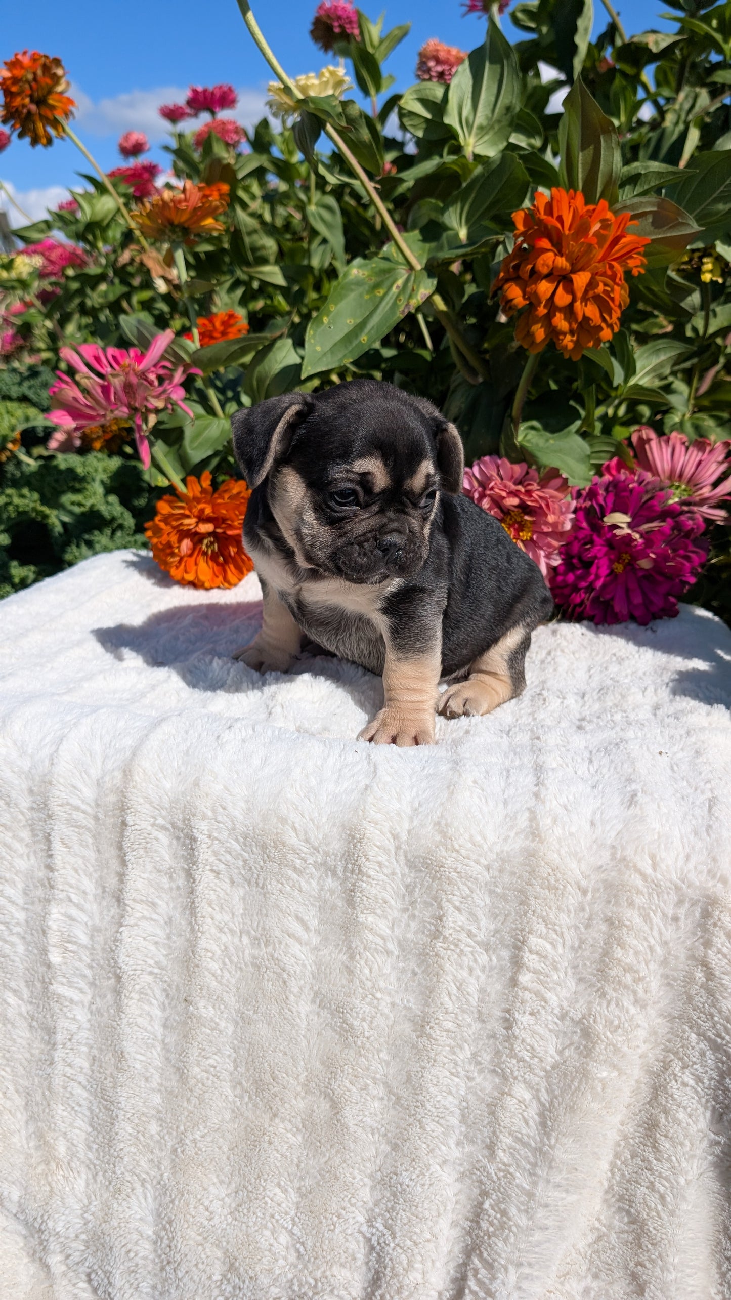 FRENCH BULLDOG (07/08) MALE
