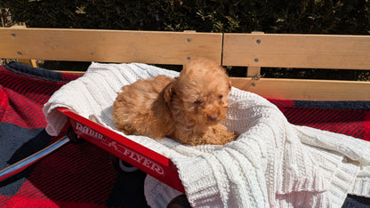 TOY POODLE (01/23) MALE