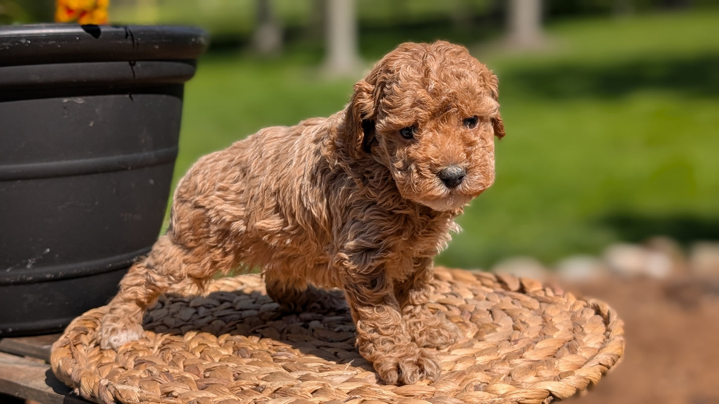 MINI POODLE (APR 03) FEMALES