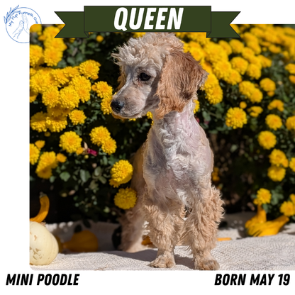 MINI POODLE (05/19) FEMALE