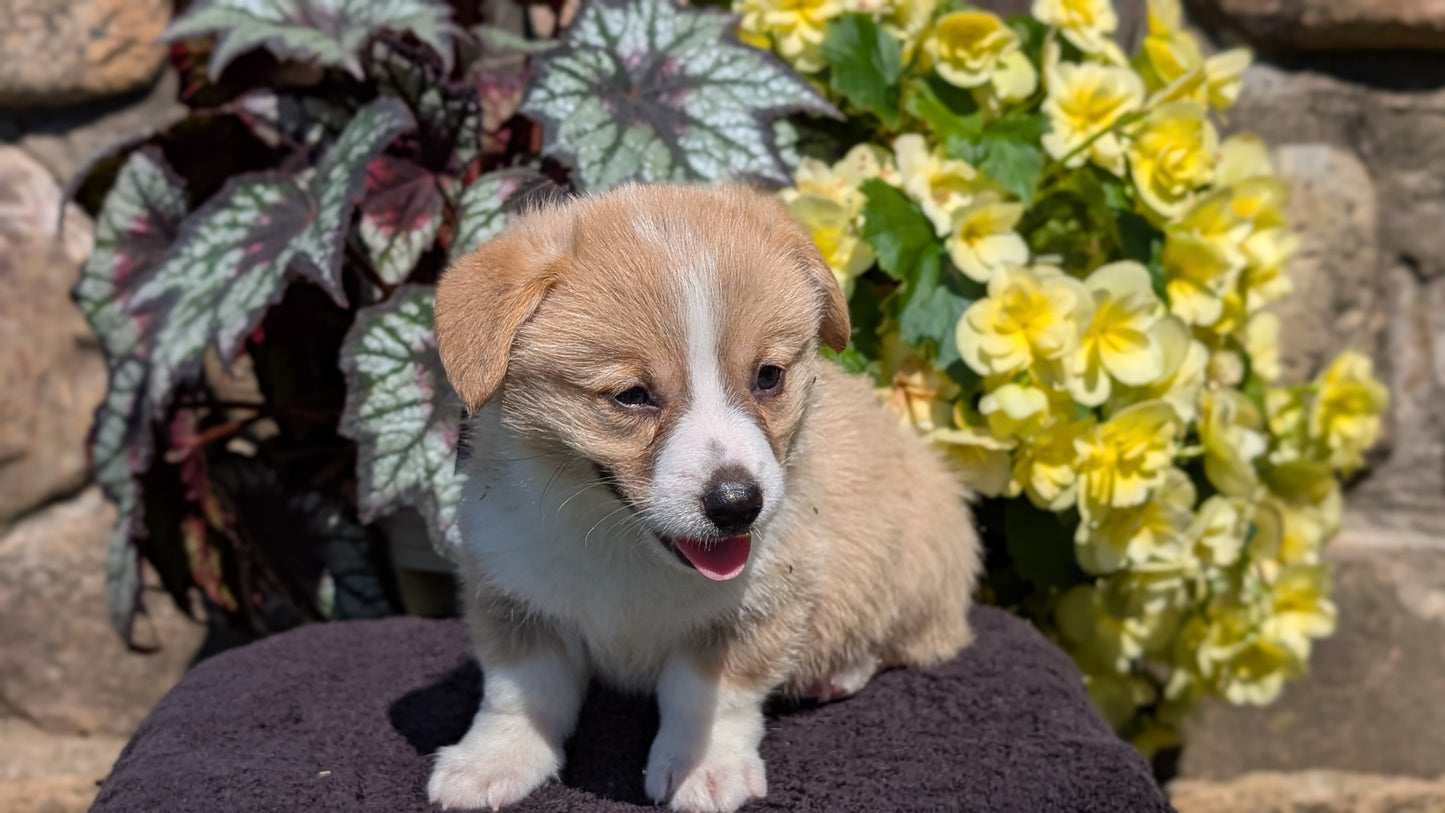 CORGI (JUL 13) 2 FEMALES/3 MALES