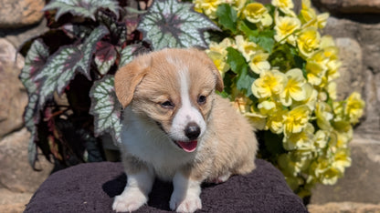CORGI (JUL 13) 2 FEMALES/3 MALES