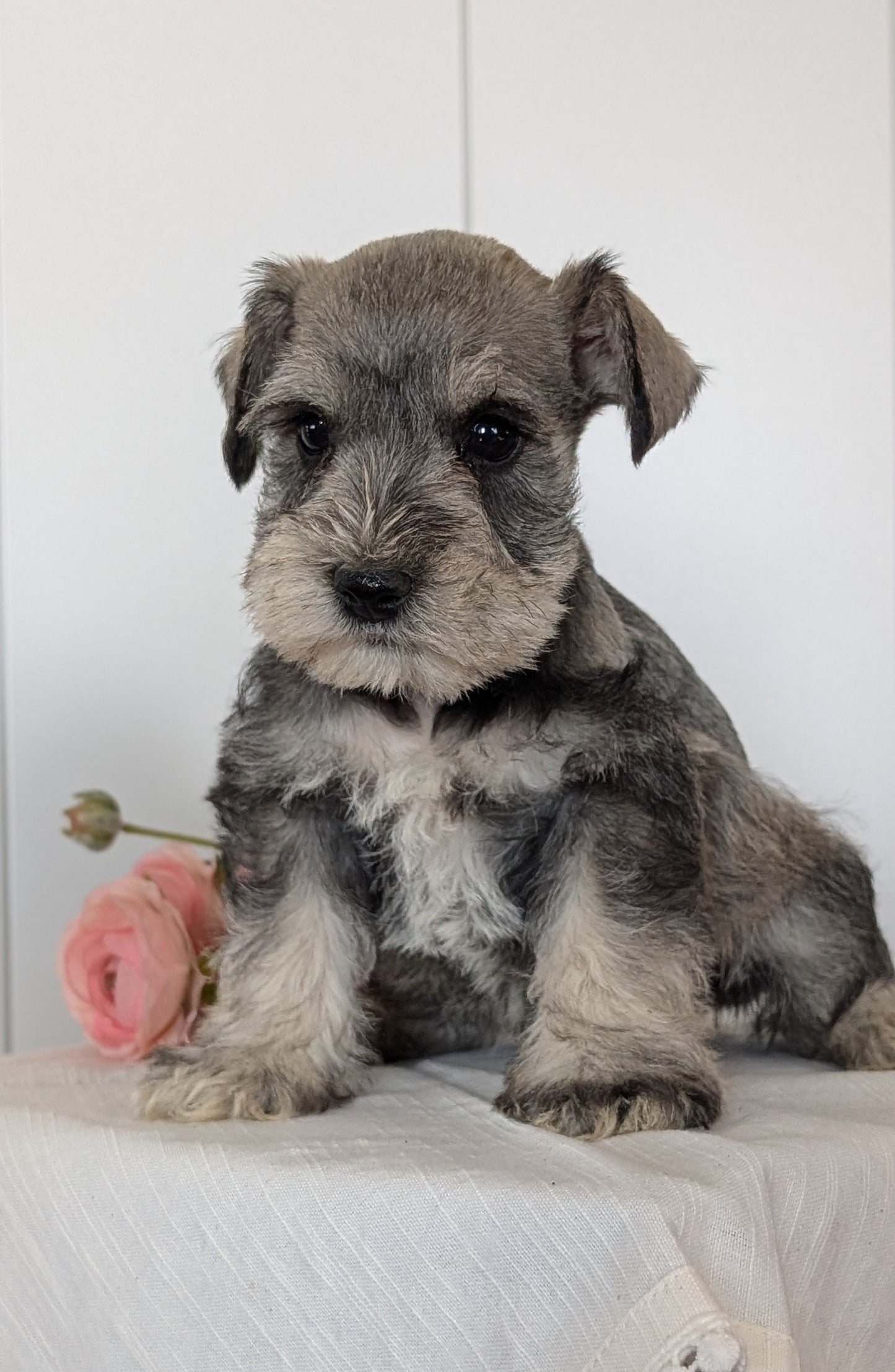 MINI SCHNAUZER (JAN 14) MALES