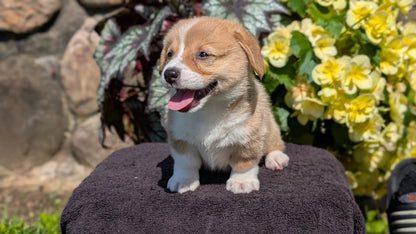 CORGI (JUL 13) 2 FEMALES/3 MALES