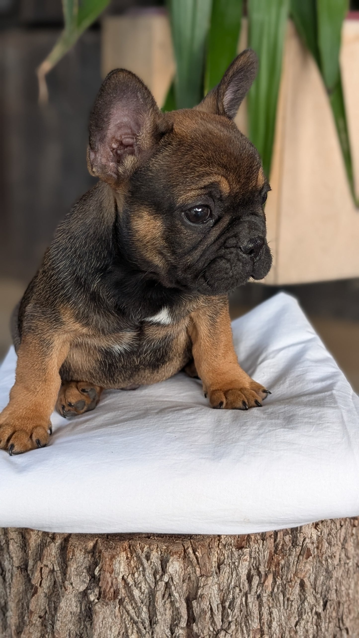 FRENCH BULLDOG (08/12) MALE