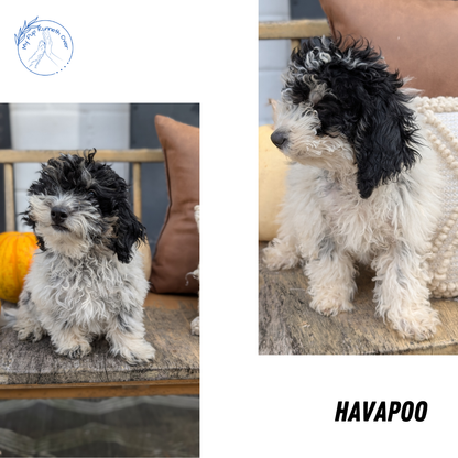 HAVAPOO (06/26) MALE