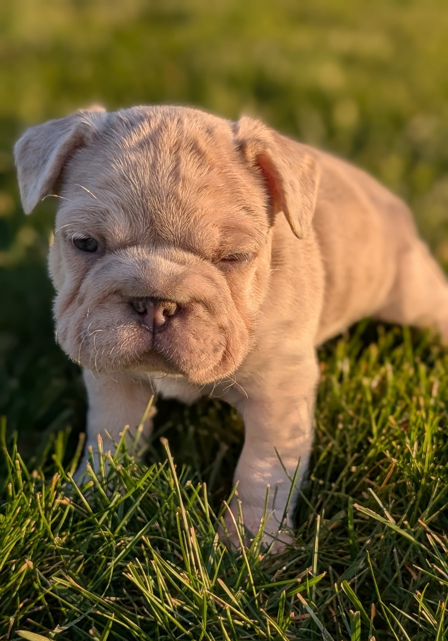 FRENCH BULLDOG (OCT 08) FEMALES