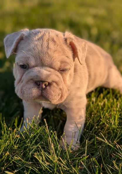 FRENCH BULLDOG (OCT 08) FEMALES