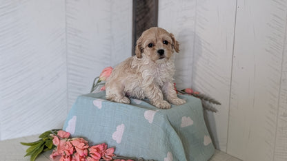 COCKAPOO (FEB 04) FEMALES