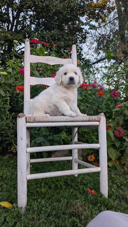 ENGLISH CREAM RETRIEVER (AUG 19) 3 MALES/4 FEMALES