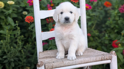 ENGLISH CREAM RETRIEVER (AUG 19) 3 MALES/4 FEMALES