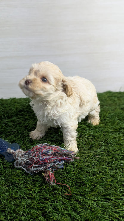 COCKAPOO (01/01) MALE