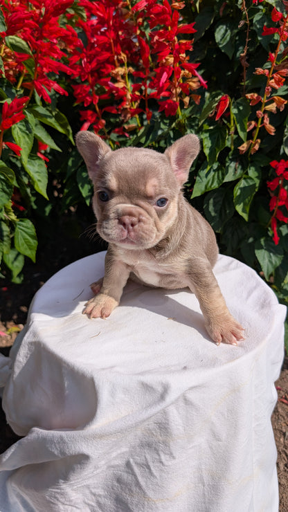 FRENCH BULLDOG (06/27) FEMALE