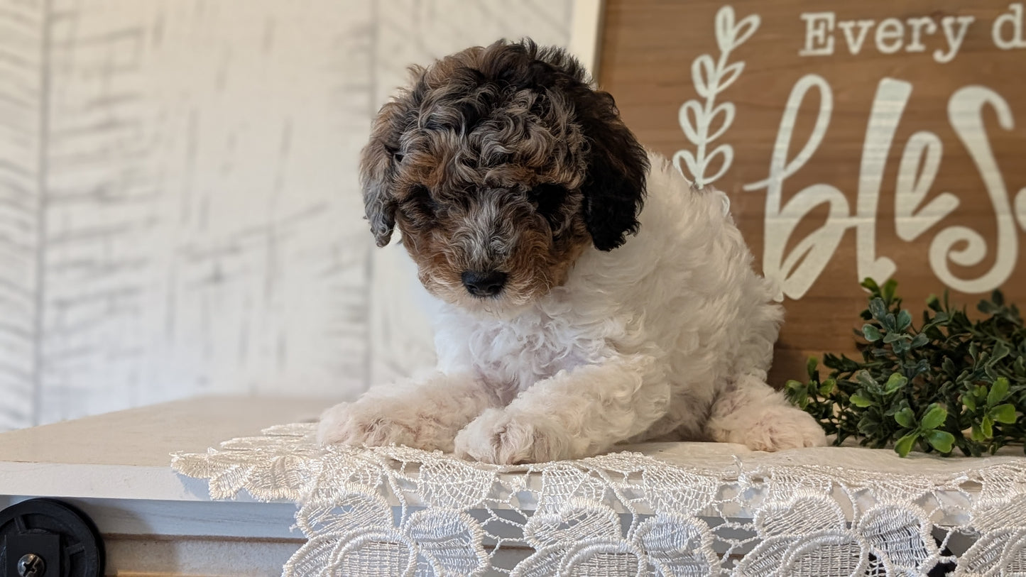 MALTIPOO (APR 05) MALES