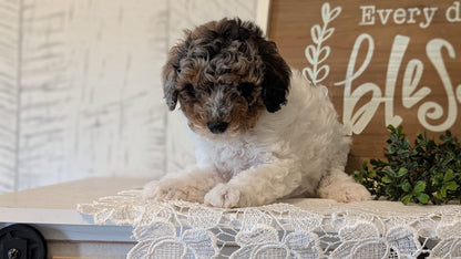 MALTIPOO (APR 05) MALES
