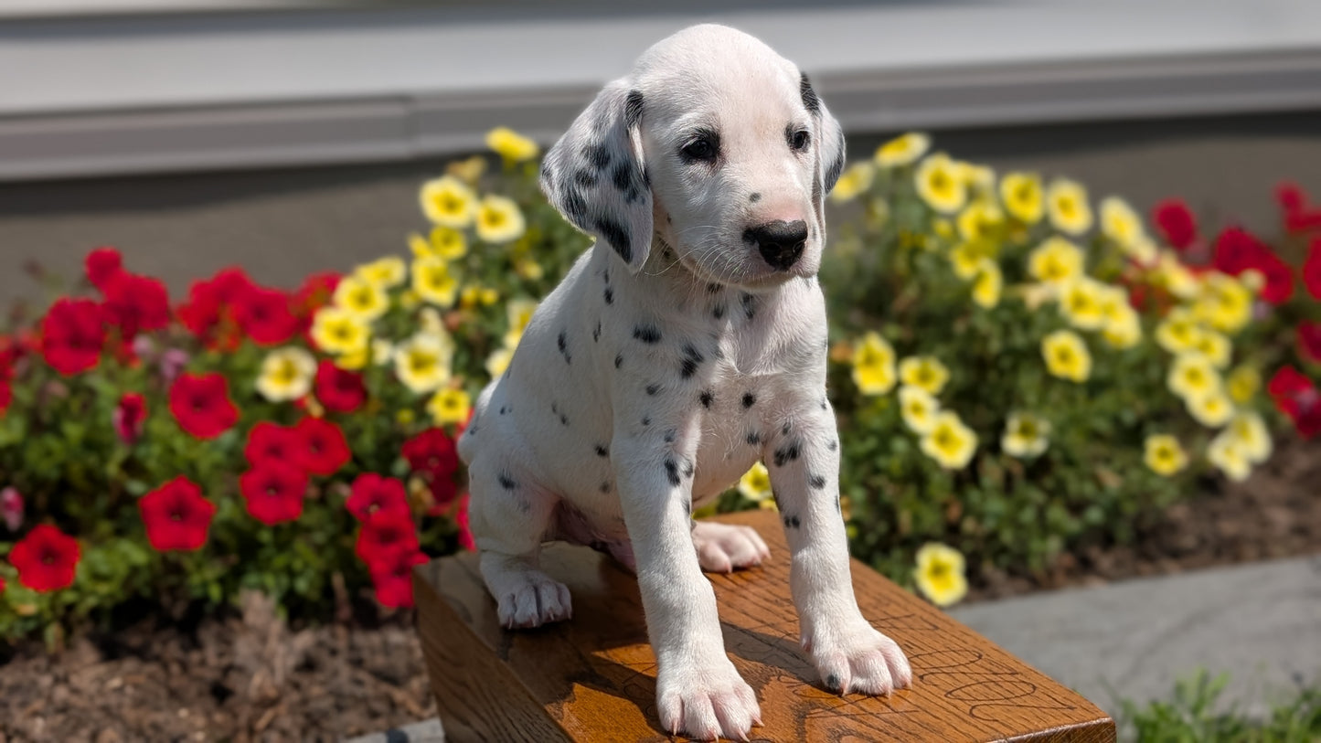 DALMATIAN (JUN 29) MALES