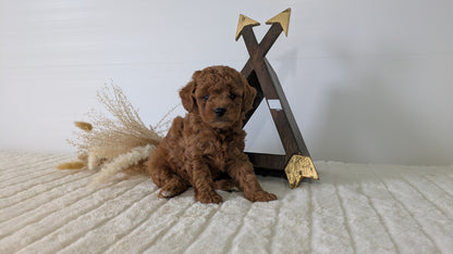 MINI GOLDENDOODLE (03/28) FEMALE
