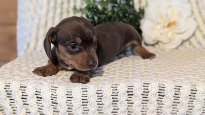 MINI DACHSHUND (JAN 16) FEMALES