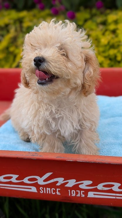 MINI POODLE (JUN 21) 4 MALES