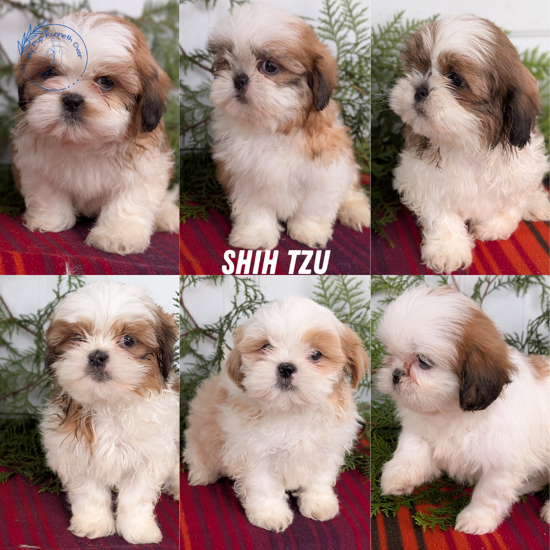 SHIH TZU (SEP 30) MALES