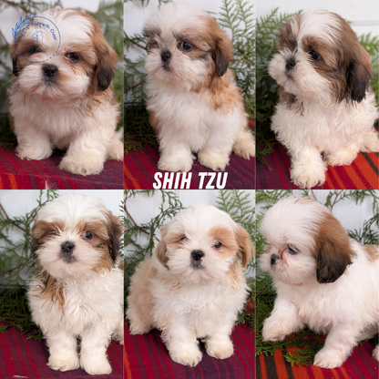 SHIH TZU (SEP 30) MALES