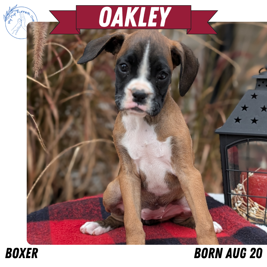 BOXER (08/20) FEMALE