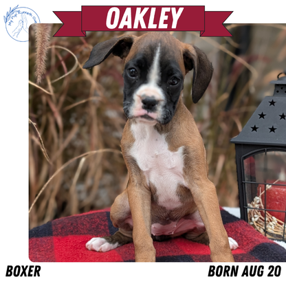 BOXER (08/20) FEMALE