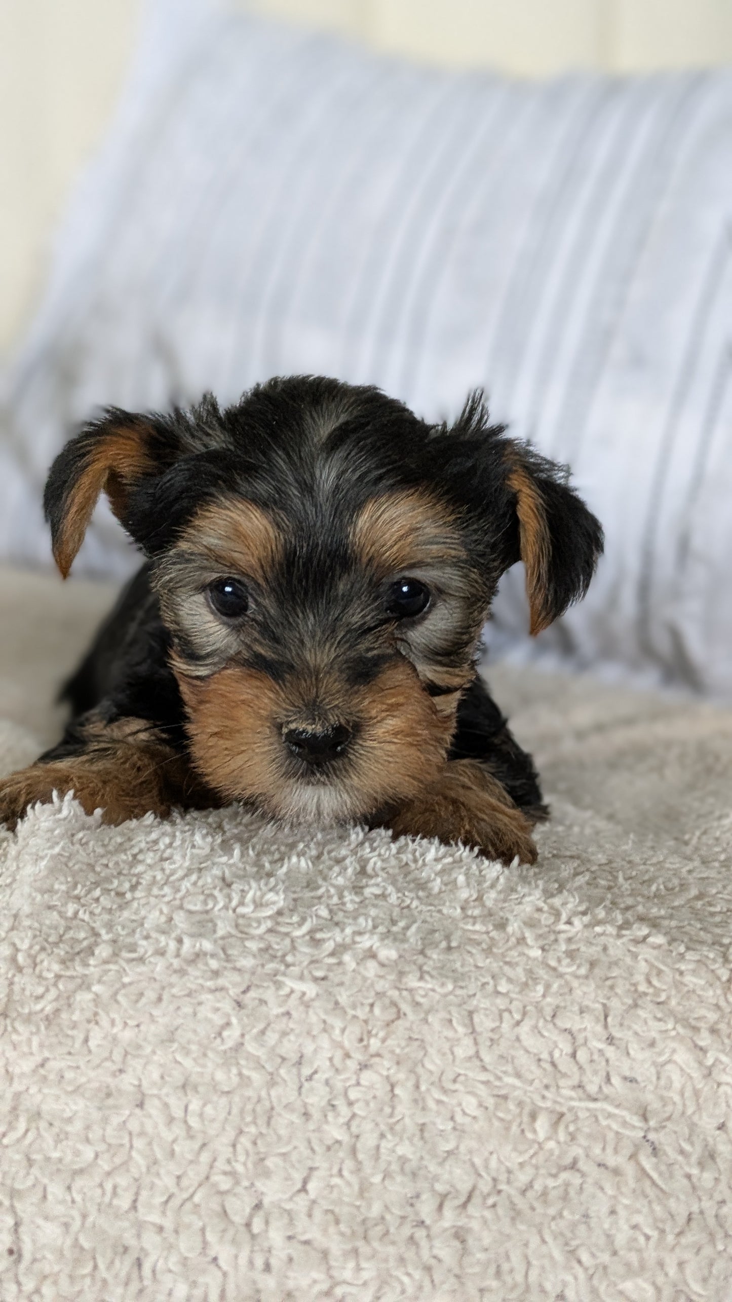 YORKSHIRE TERRIER (02/25) FEMALE