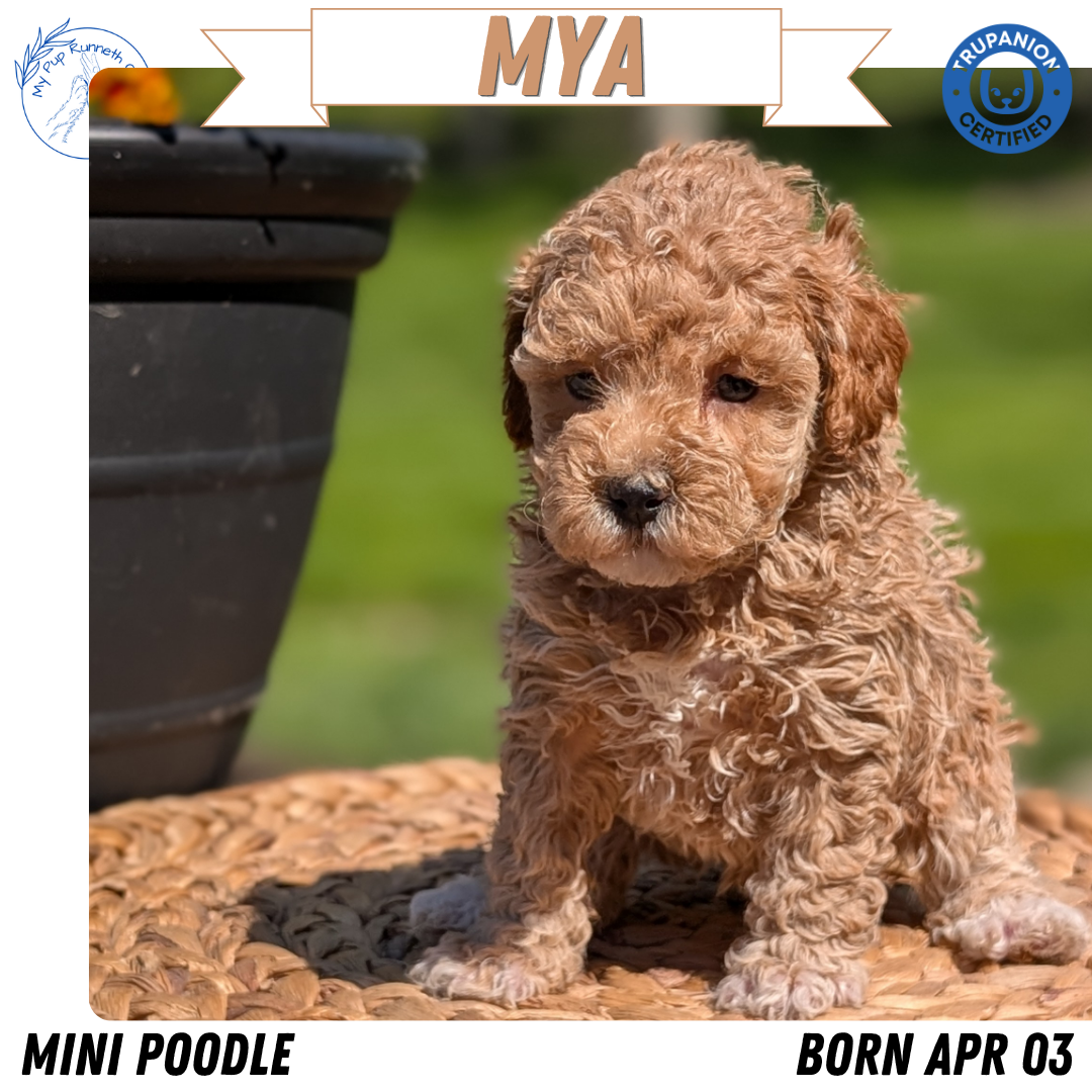MINI POODLE (APR 03) FEMALES
