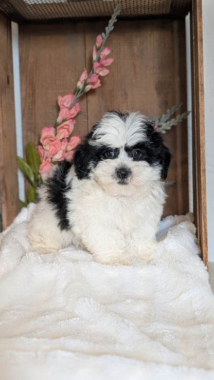 TEDDY BEAR (JUL 15) 1 MALE/1 FEMALE
