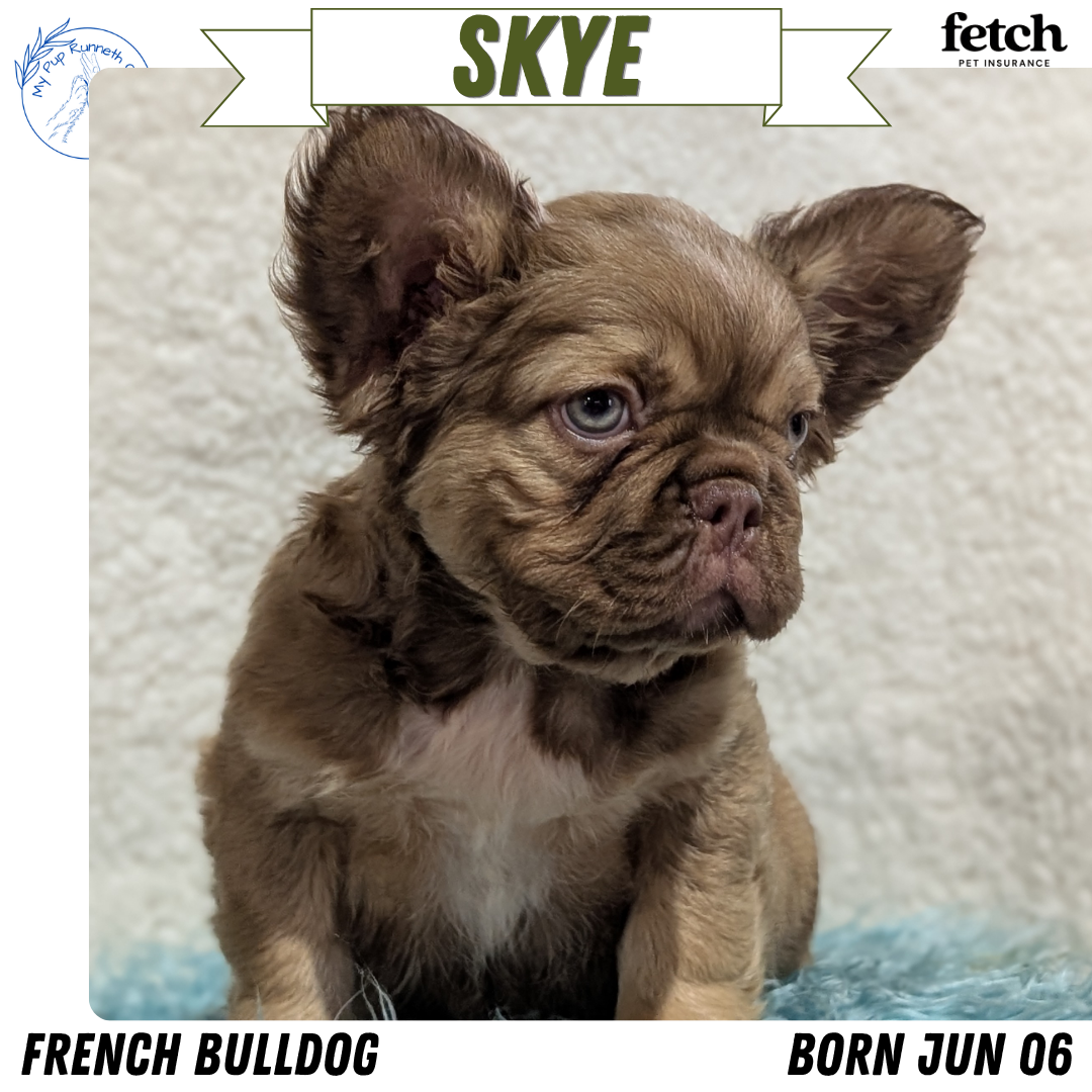 FRENCH BULLDOG (JUN 06) FEMALES