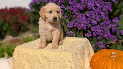 GOLDEN RETRIEVER (08/14) FEMALE