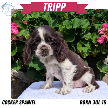 COCKER SPANIEL (07/16) MALE