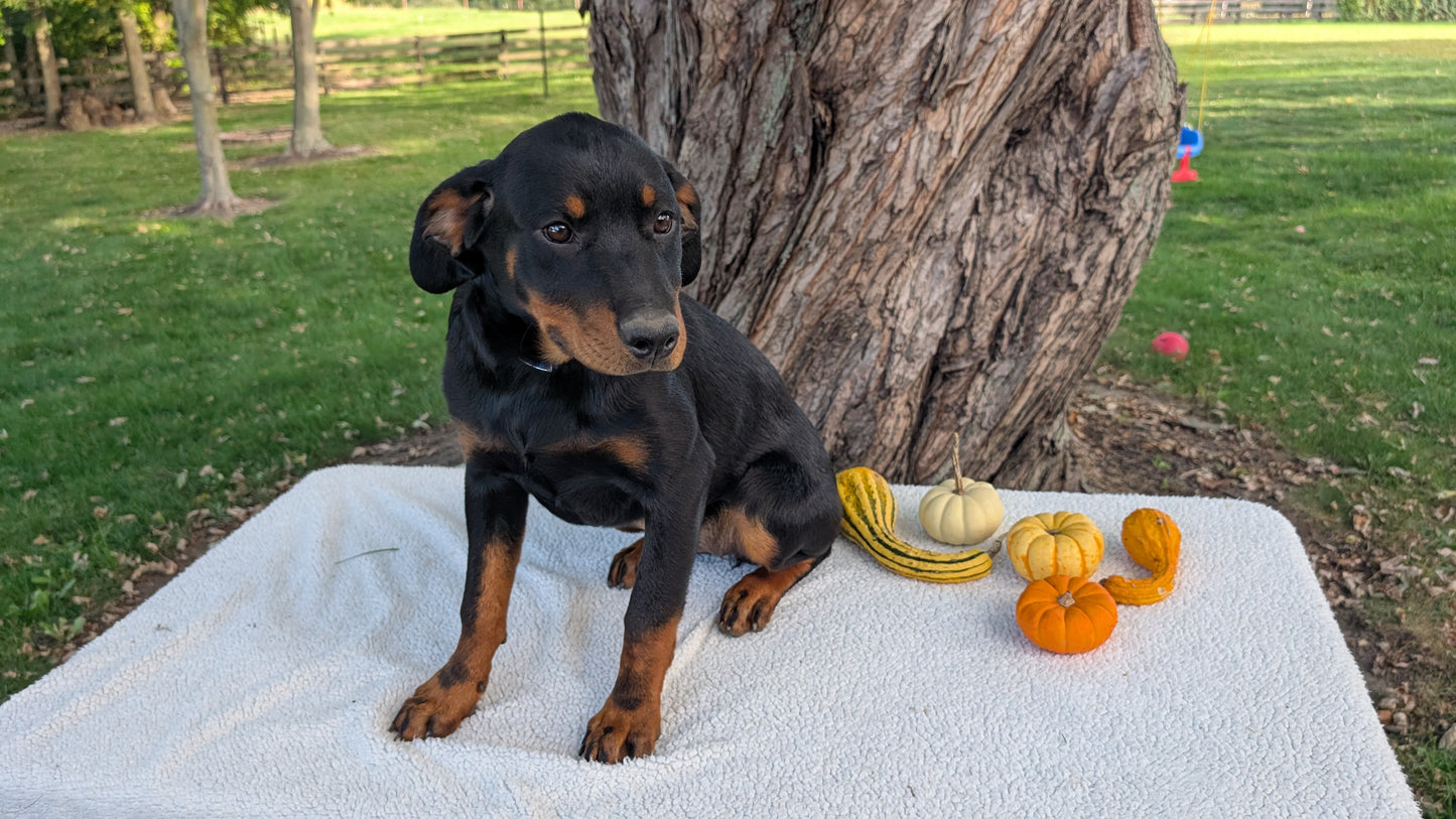 ROTTWEILER (05/28) FEMALE