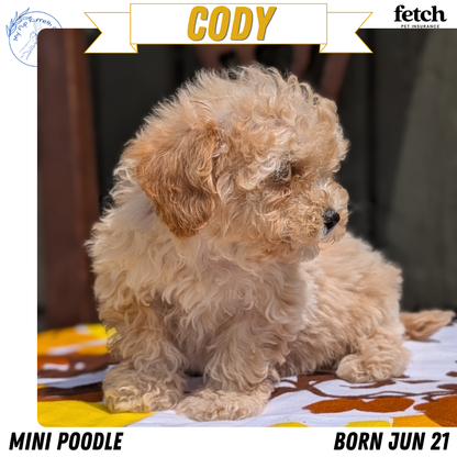 MINI POODLE (JUN 21) 4 MALES