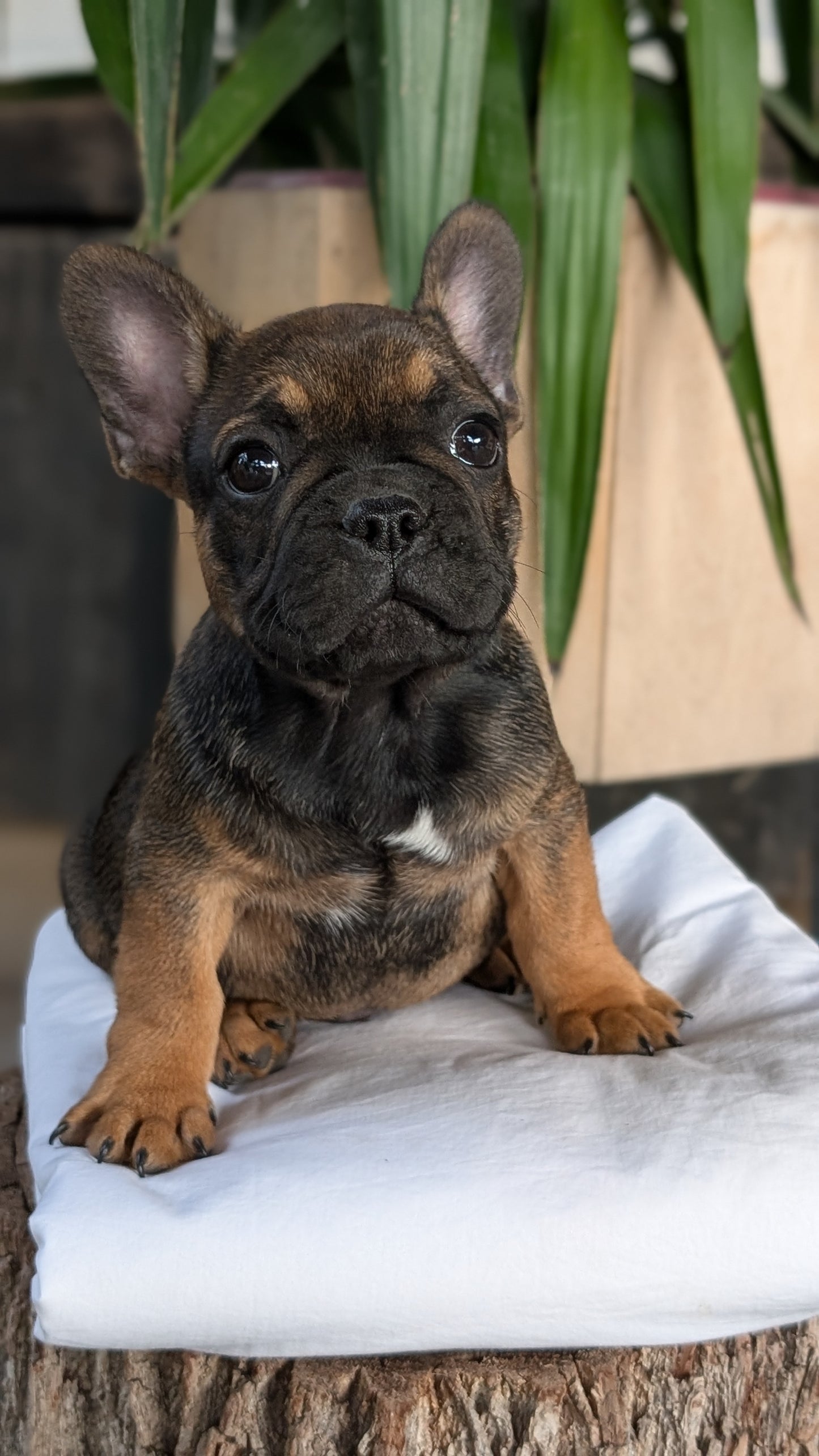 FRENCH BULLDOG (08/12) MALE