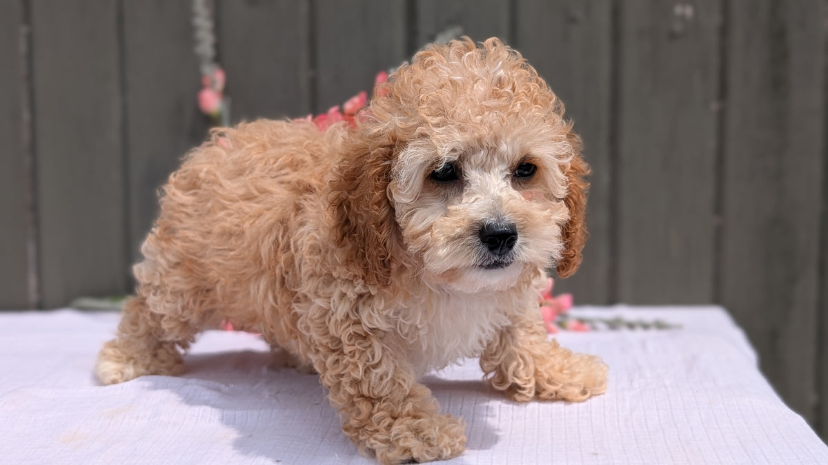 COCKAPOO (MAY 13) MALES