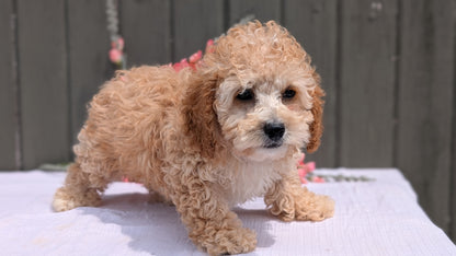 COCKAPOO (MAY 13) MALES