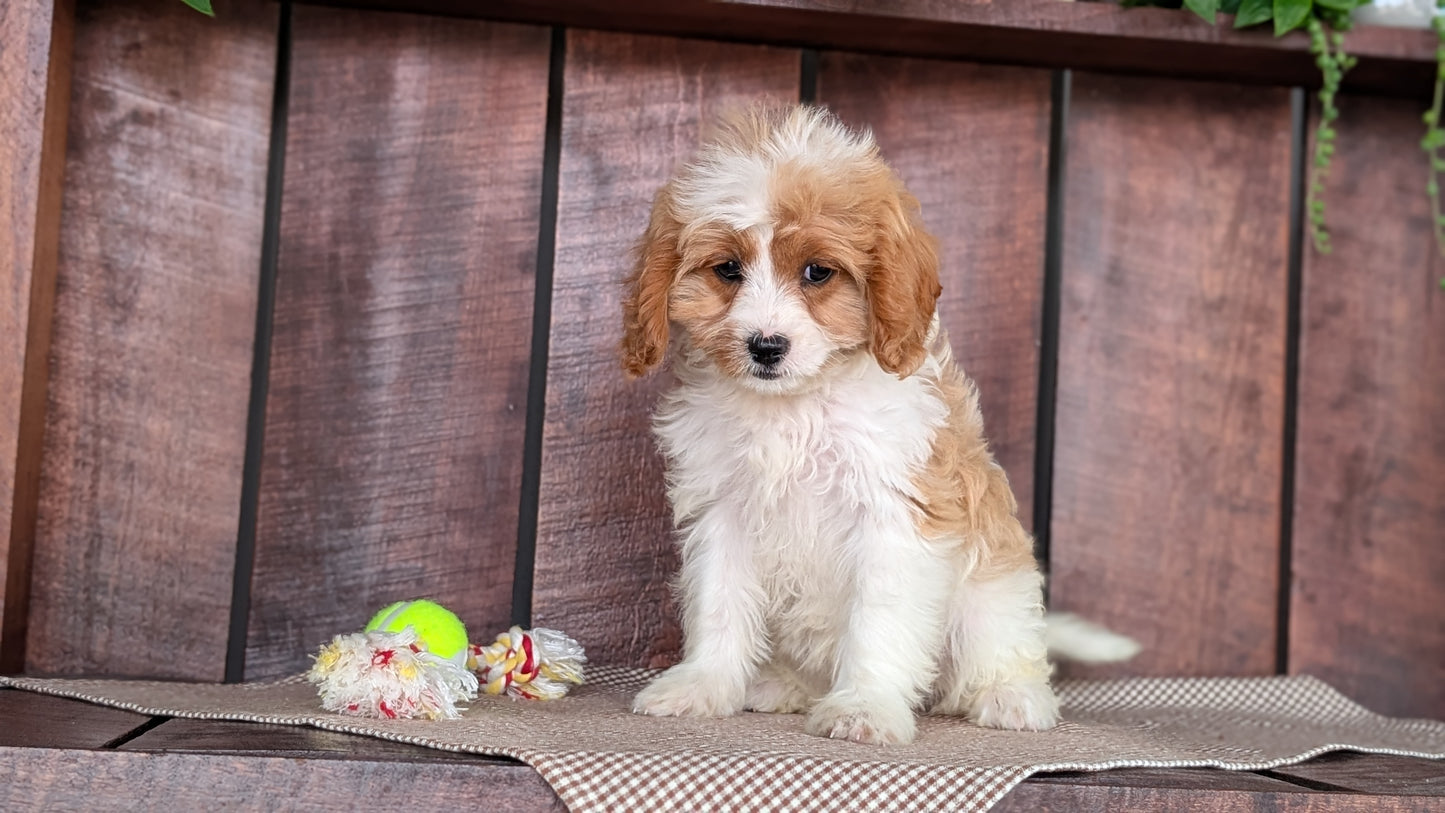 CAVAPOO (MAY 18) FEMALES