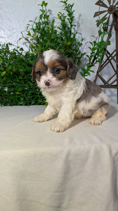CAVAPOO (02/17) MALE